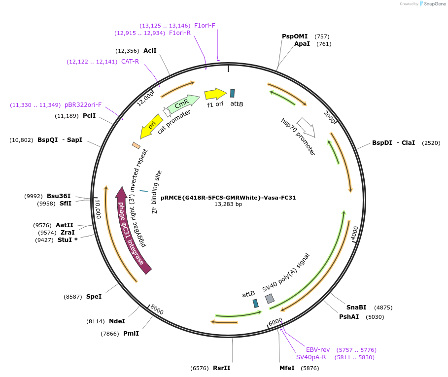 165887-plasmid-map-sequence-id-329262
