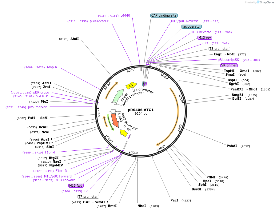 166846-plasmid-map-sequence-id-329318