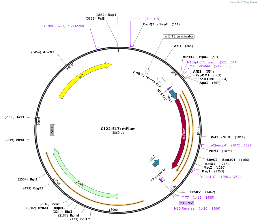 162897-plasmid-map-sequence-id-329319