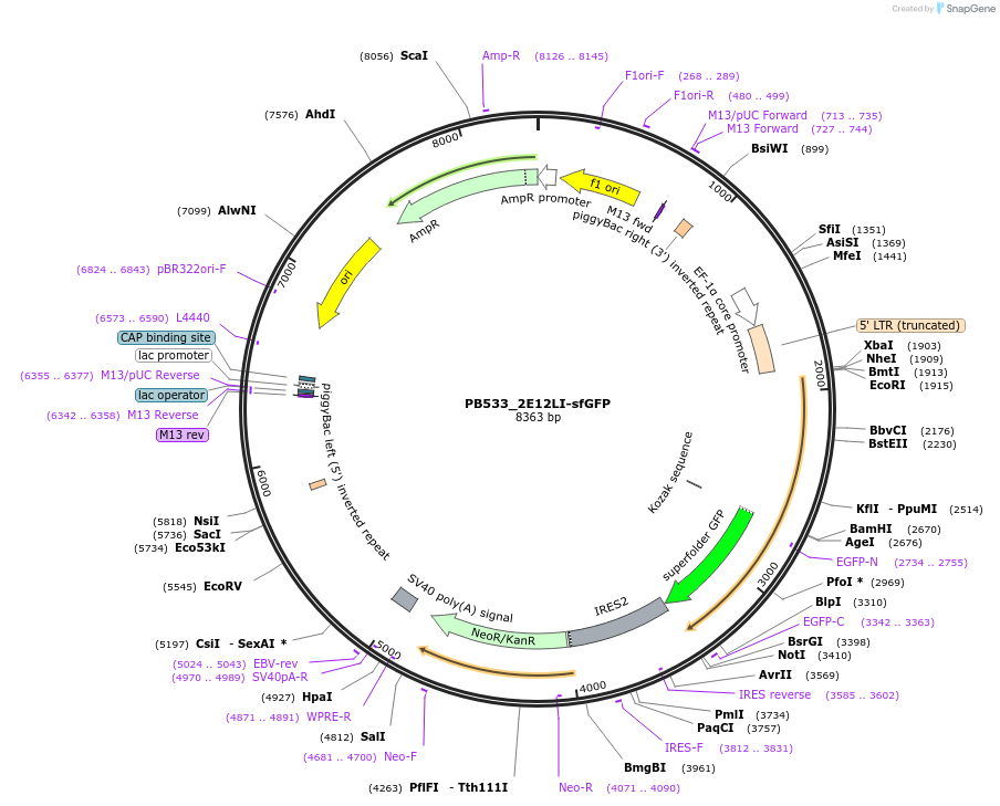 167527-plasmid-map-sequence-id-329320