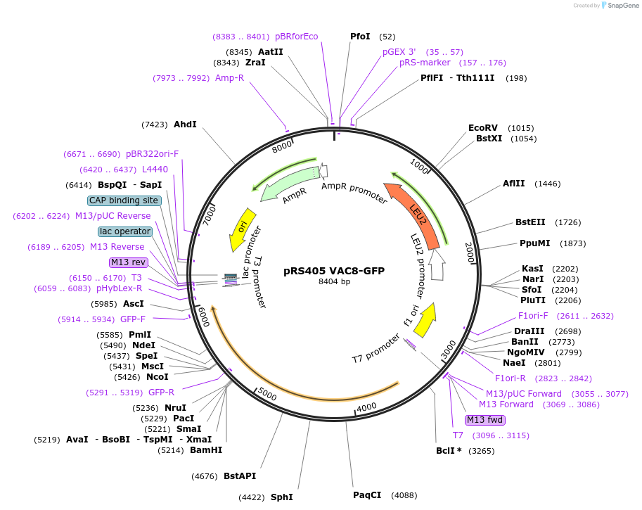 166836-plasmid-map-sequence-id-329321