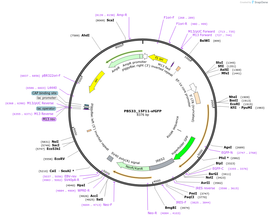 167526-plasmid-map-sequence-id-329323
