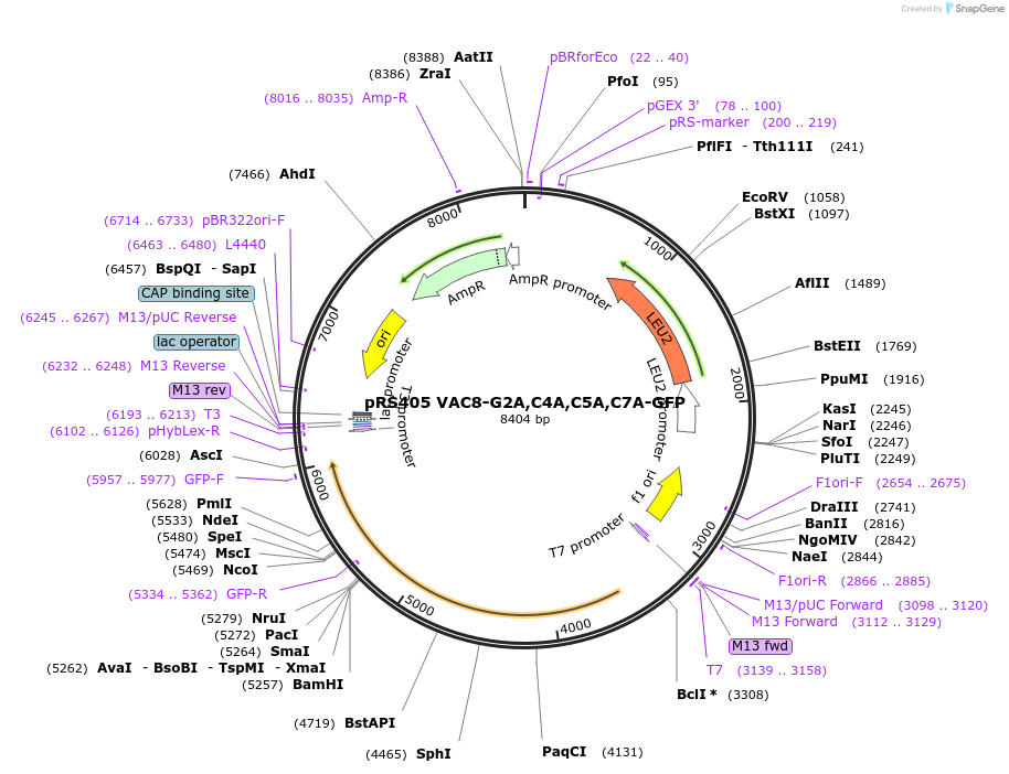 166839-plasmid-map-sequence-id-329327