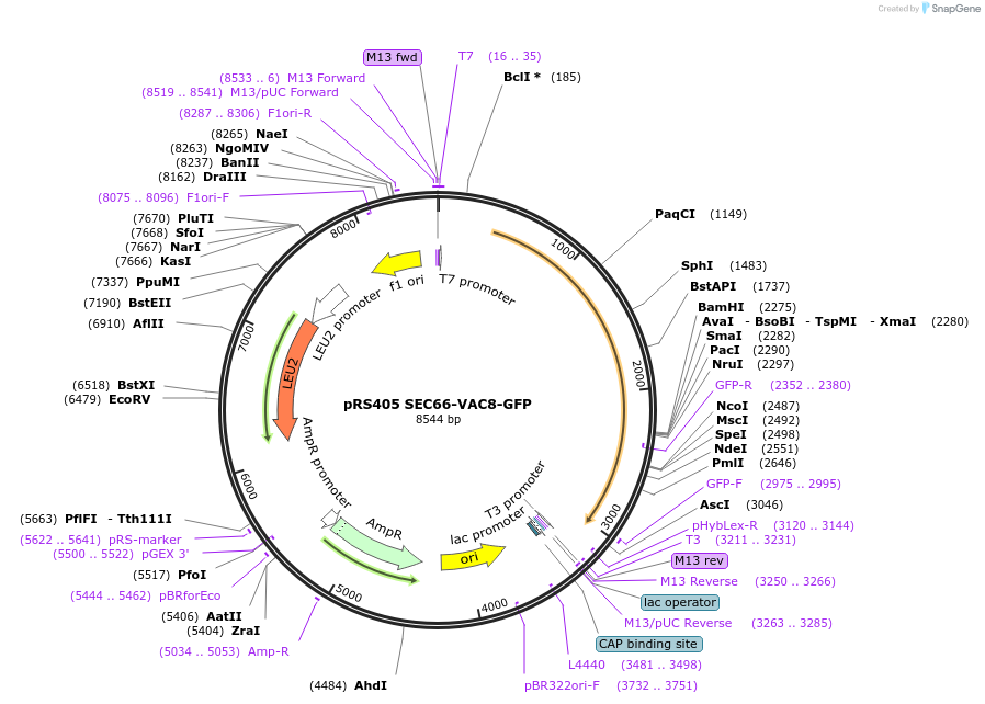 166840-plasmid-map-sequence-id-329328