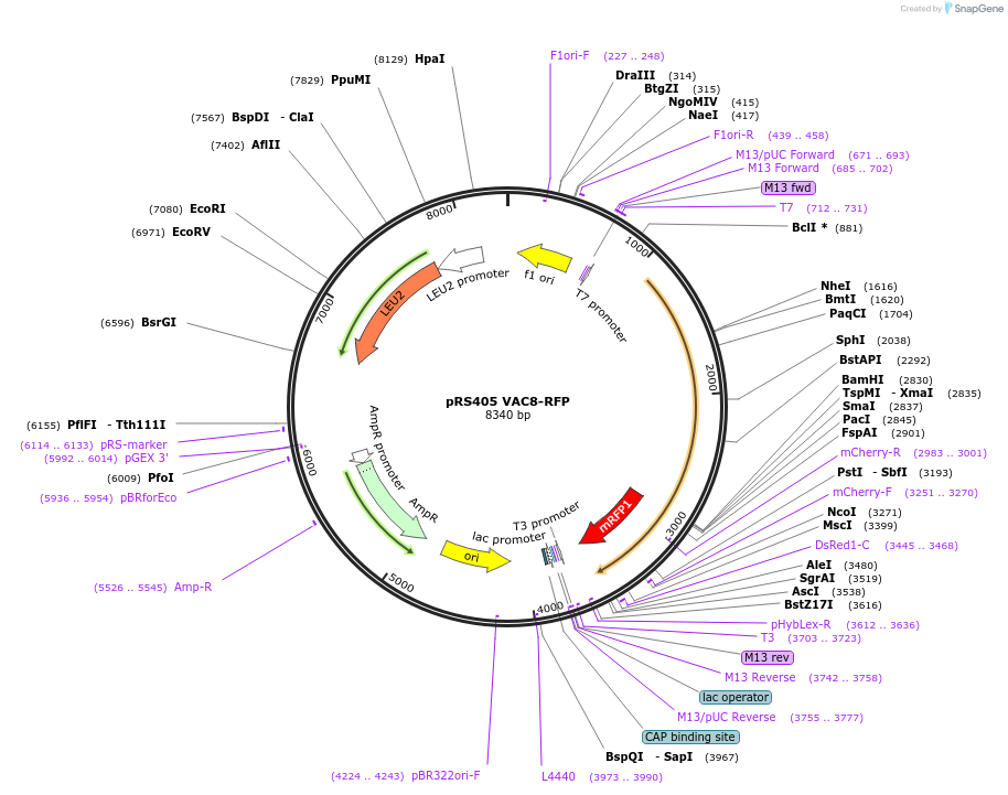 166841-plasmid-map-sequence-id-329329