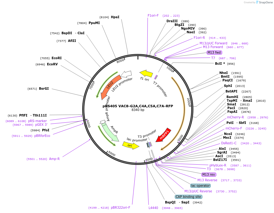 166842-plasmid-map-sequence-id-329330