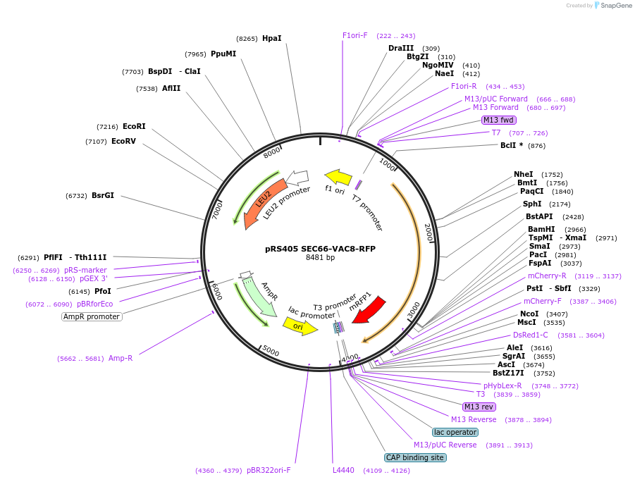 166843-plasmid-map-sequence-id-329331