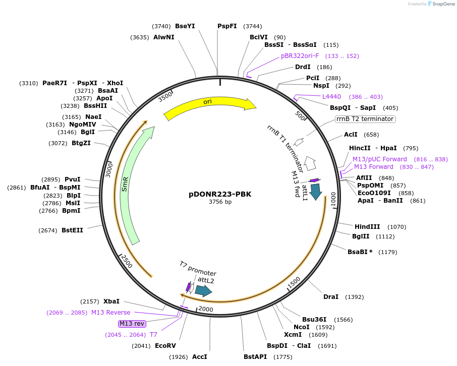 23782-plasmid-map-sequence-id-329334