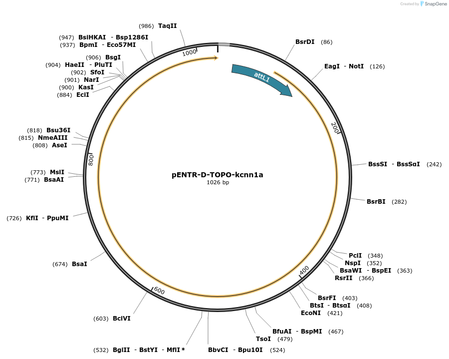 164956-plasmid-map-sequence-id-329338