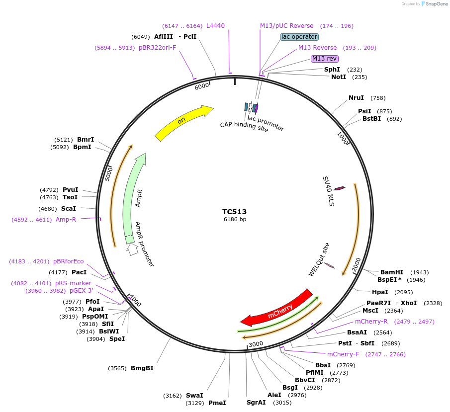 164889-plasmid-map-sequence-id-329339