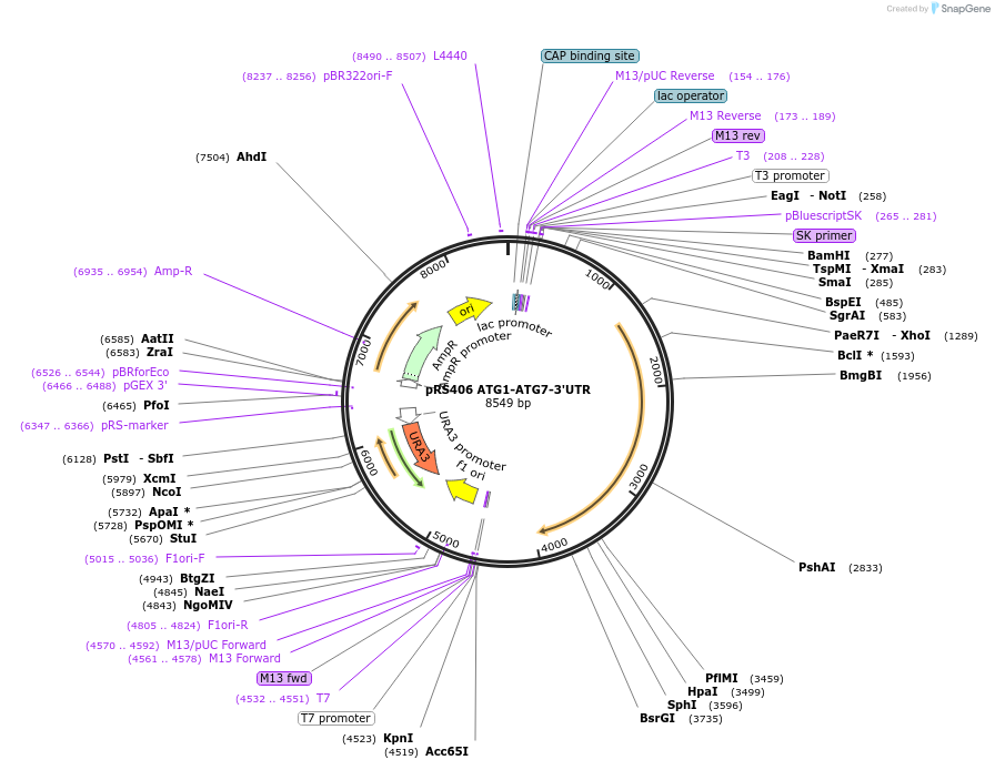 166847-plasmid-map-sequence-id-329346