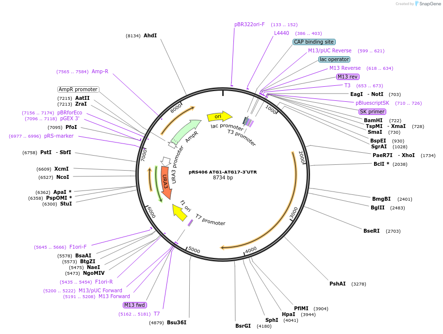 166848-plasmid-map-sequence-id-329347
