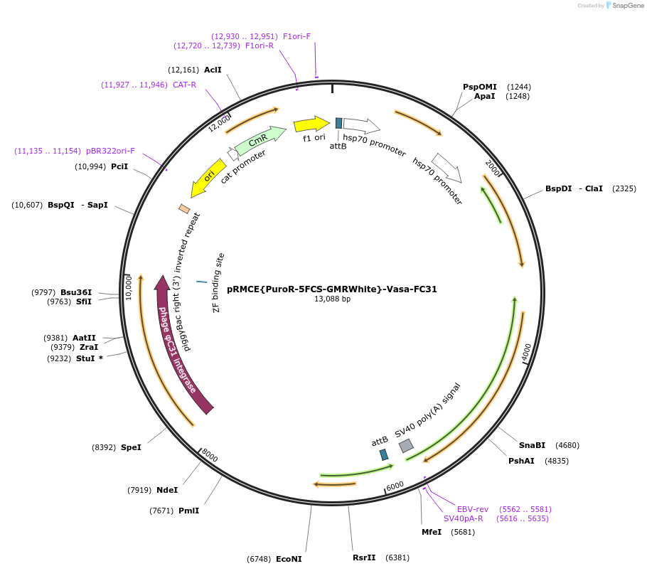 165888-plasmid-map-sequence-id-329405