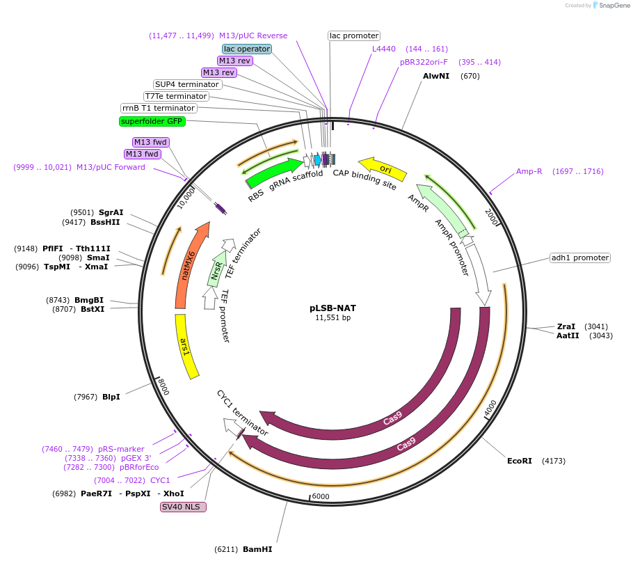 166698-plasmid-map-sequence-id-329407