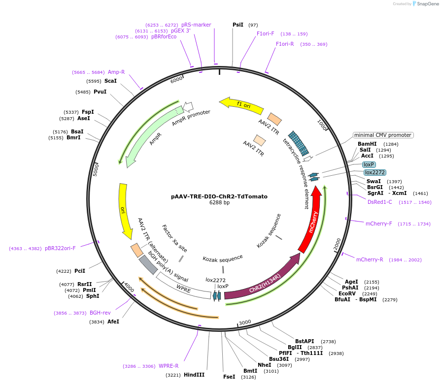 166600-plasmid-map-sequence-id-329413