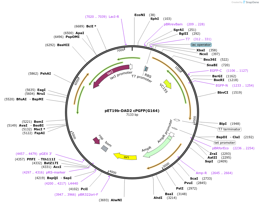 165993-plasmid-map-sequence-id-329414