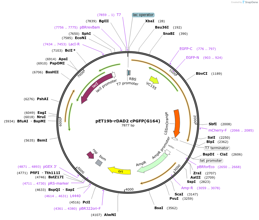 165994-plasmid-map-sequence-id-329415