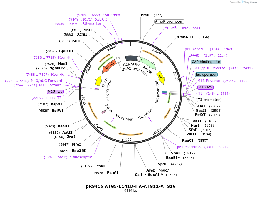 166851-plasmid-map-sequence-id-329419