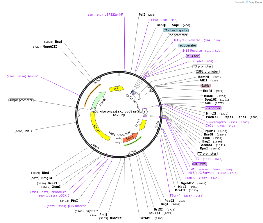 166852-plasmid-map-sequence-id-329420