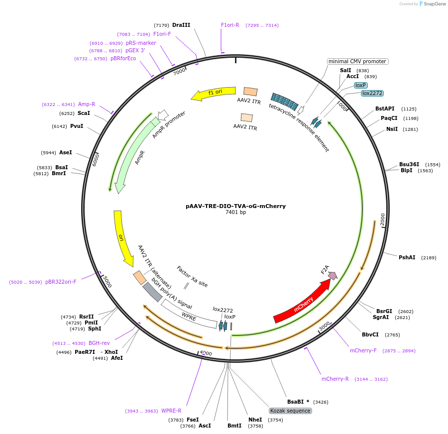 166602-plasmid-map-sequence-id-329421