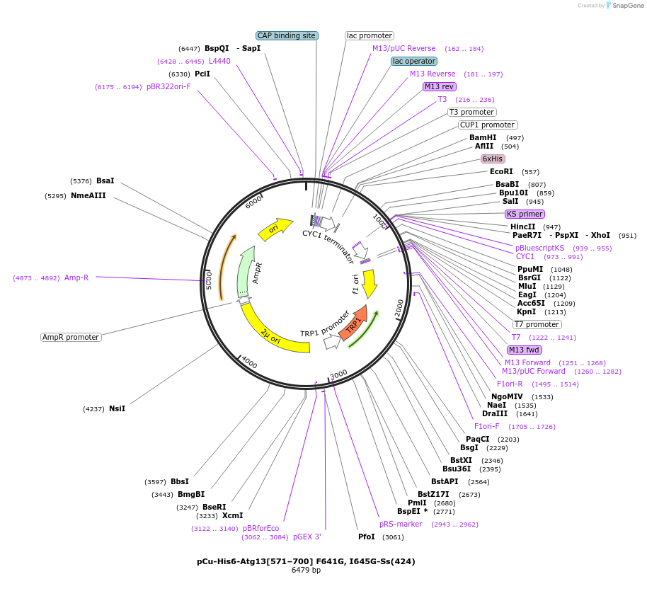 166853-plasmid-map-sequence-id-329422