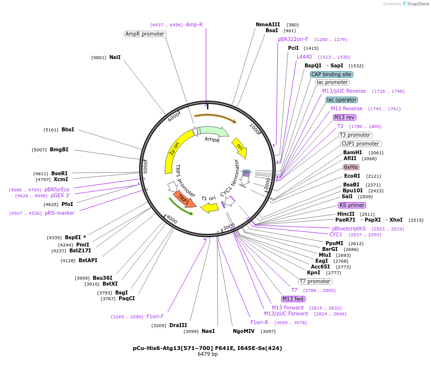 166854-plasmid-map-sequence-id-329424