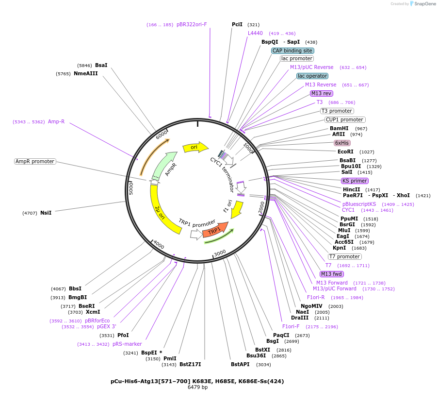 166855-plasmid-map-sequence-id-329426