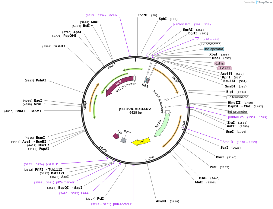 165996-plasmid-map-sequence-id-329438