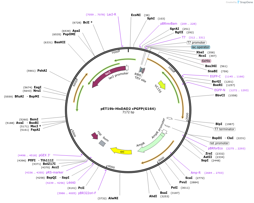 165997-plasmid-map-sequence-id-329439
