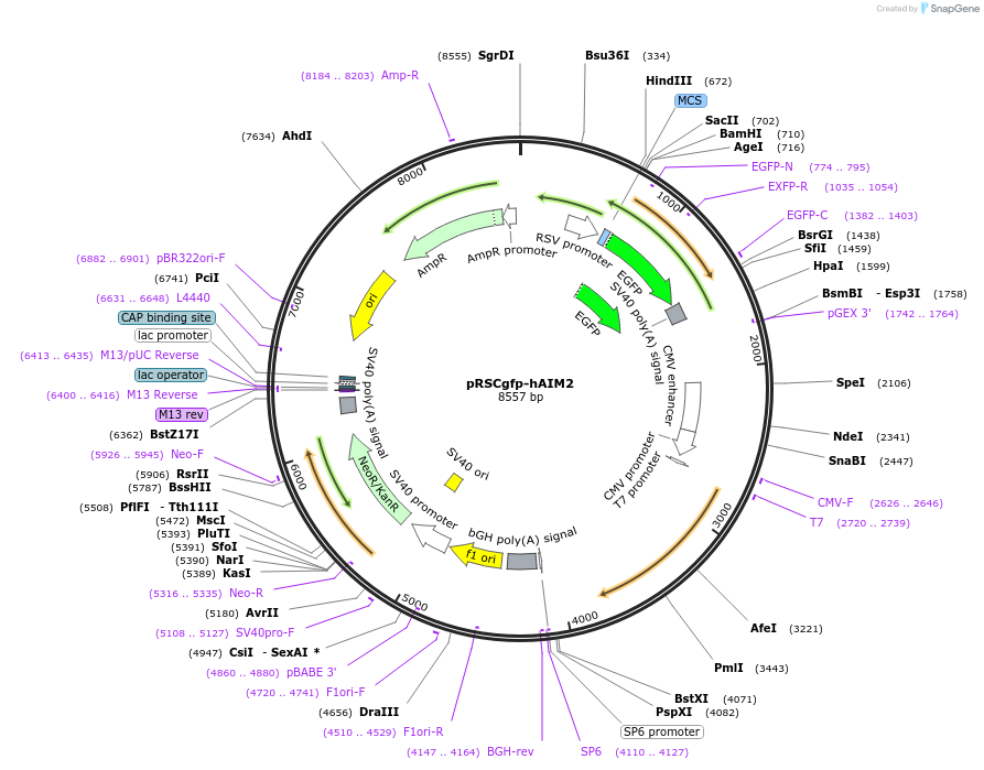 51666-plasmid-map-sequence-id-329440