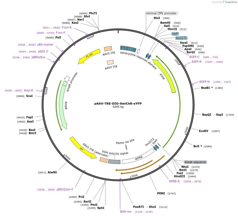 166604-plasmid-map-sequence-id-329441