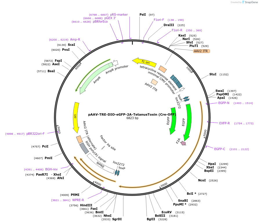 166611-plasmid-map-sequence-id-329443