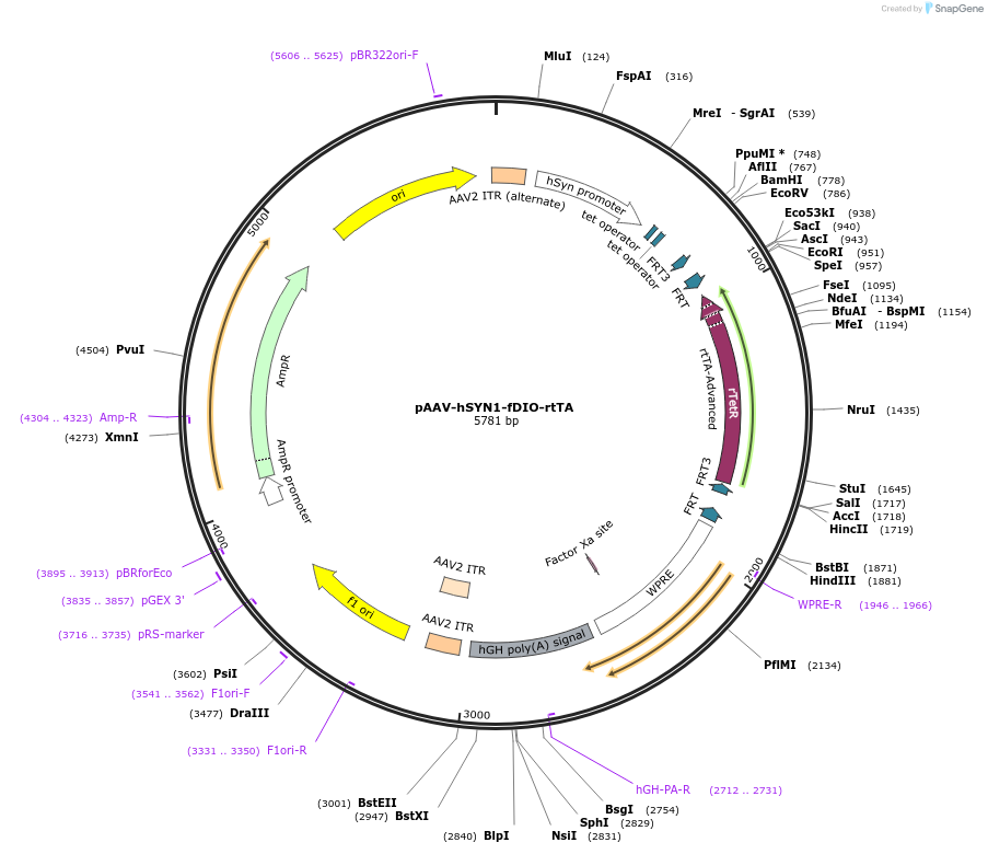 166598-plasmid-map-sequence-id-329444