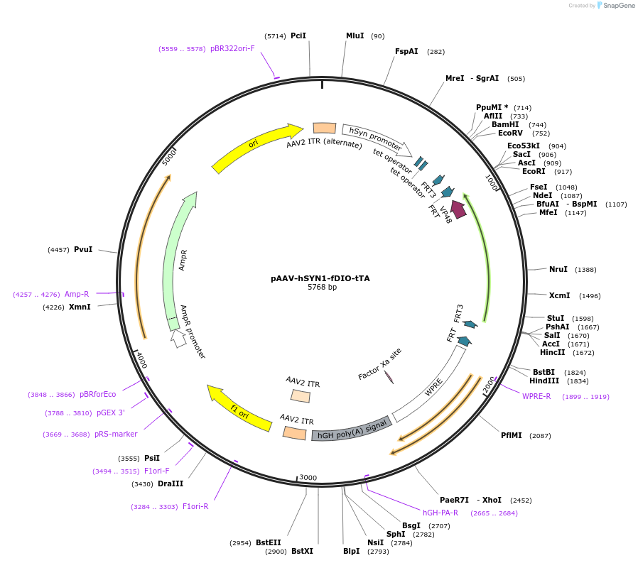 166597-plasmid-map-sequence-id-329446