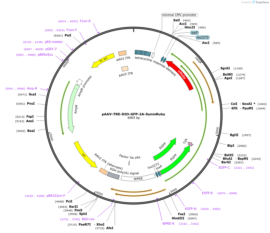 166608-plasmid-map-sequence-id-329447