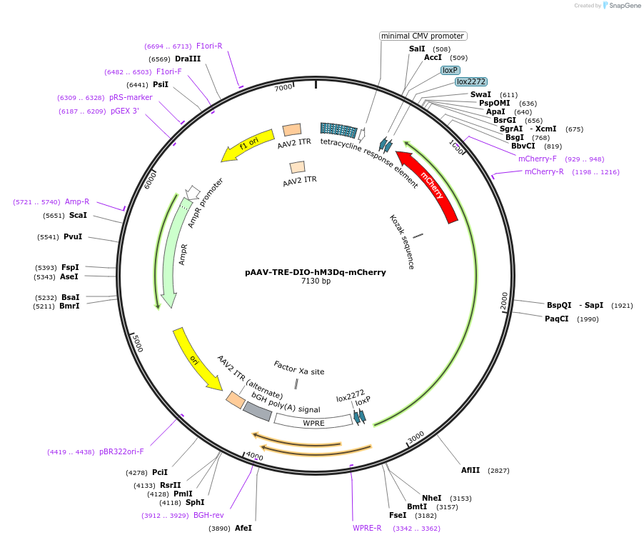 166599-plasmid-map-sequence-id-329449