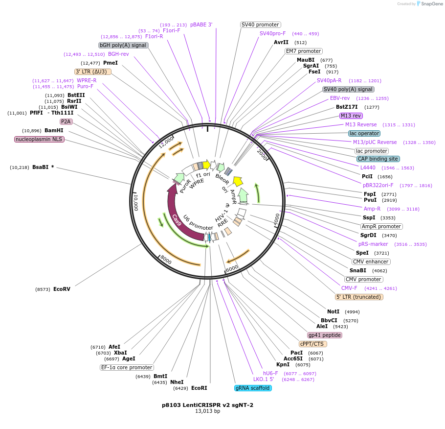 163313-plasmid-map-sequence-id-329453