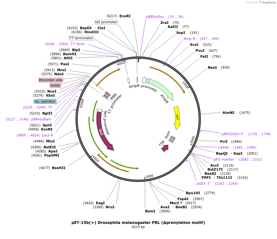 166418-plasmid-map-sequence-id-329456