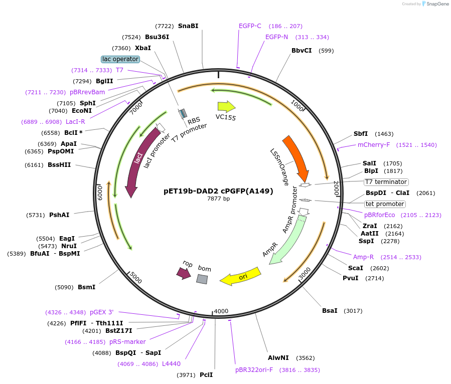165998-plasmid-map-sequence-id-329459