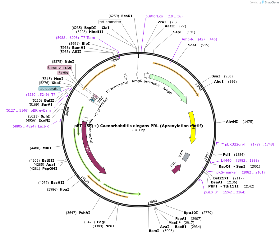 166416-plasmid-map-sequence-id-329463