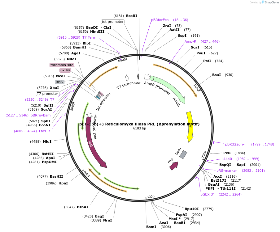 166424-plasmid-map-sequence-id-329465
