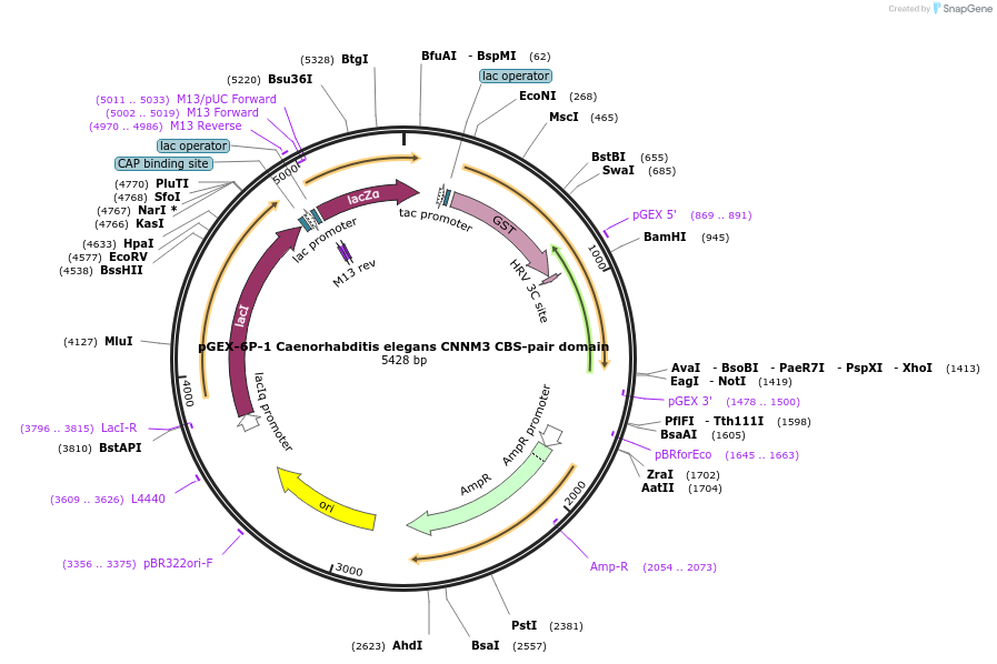 166510-plasmid-map-sequence-id-329467