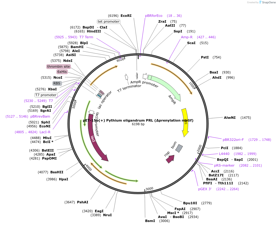 166423-plasmid-map-sequence-id-329471
