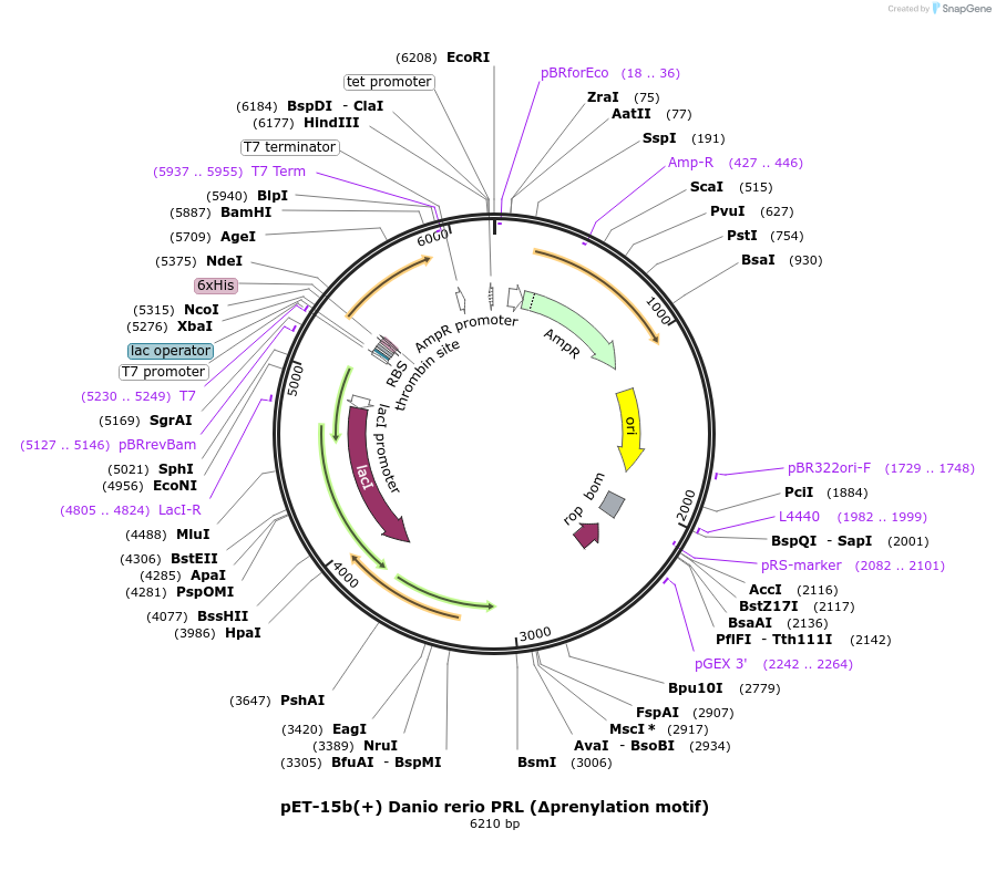 166417-plasmid-map-sequence-id-329472