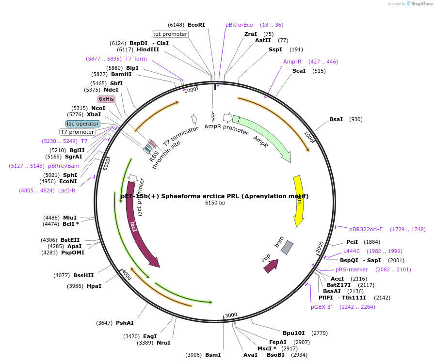 166425-plasmid-map-sequence-id-329474