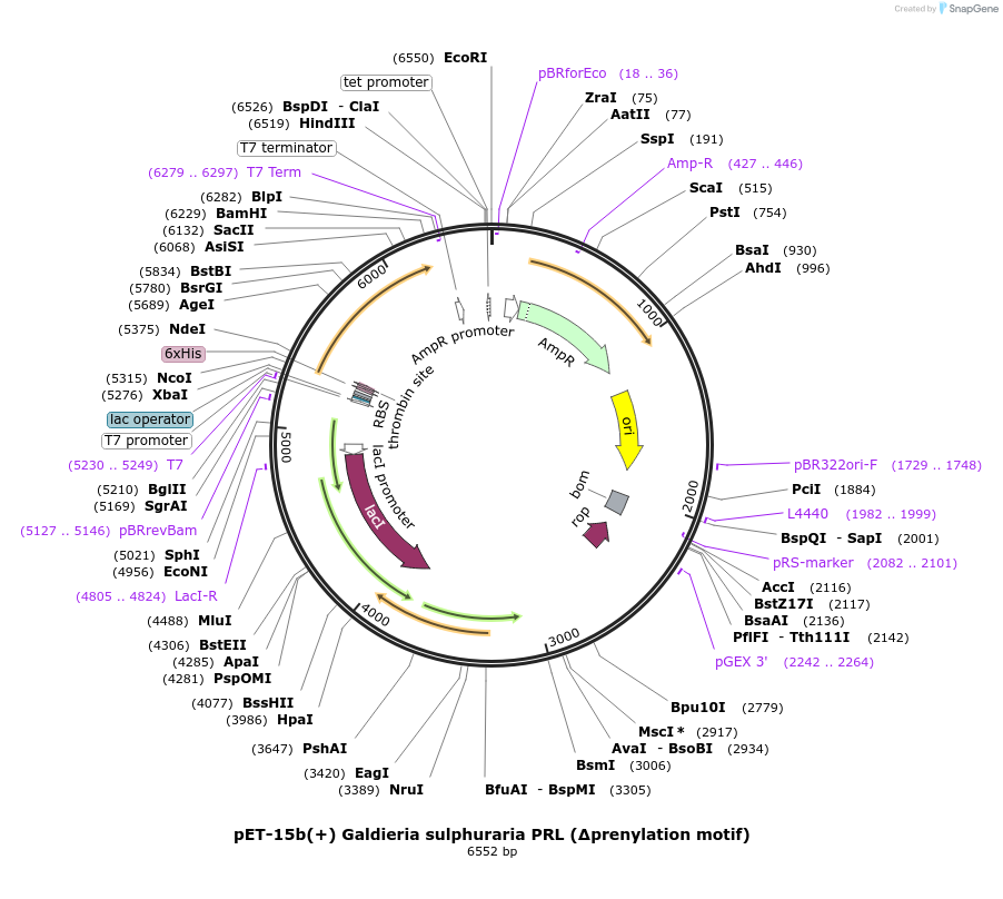 166419-plasmid-map-sequence-id-329475