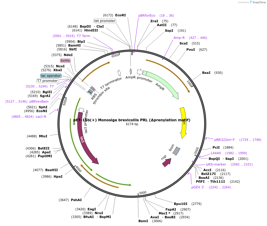 166420-plasmid-map-sequence-id-329476