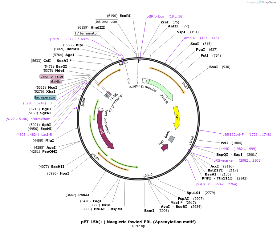 166421-plasmid-map-sequence-id-329478