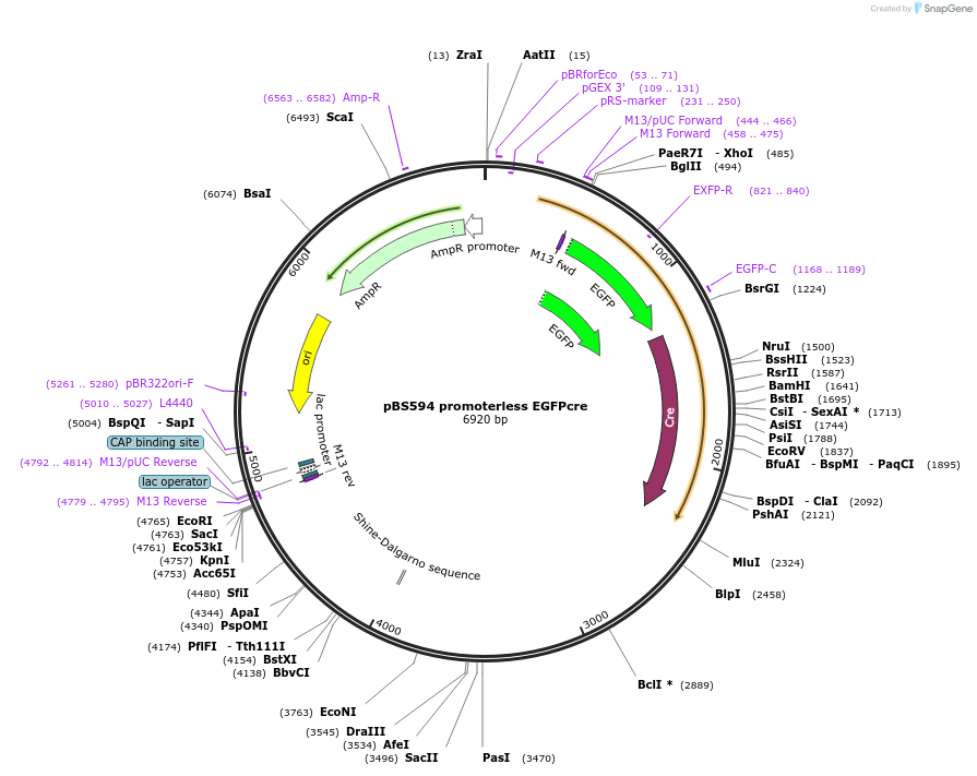 11956-plasmid-map-sequence-id-329482