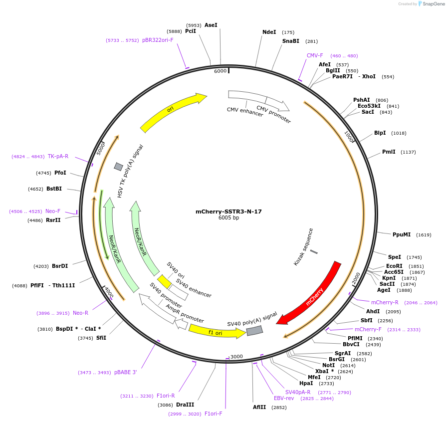 55135-plasmid-map-sequence-id-329523